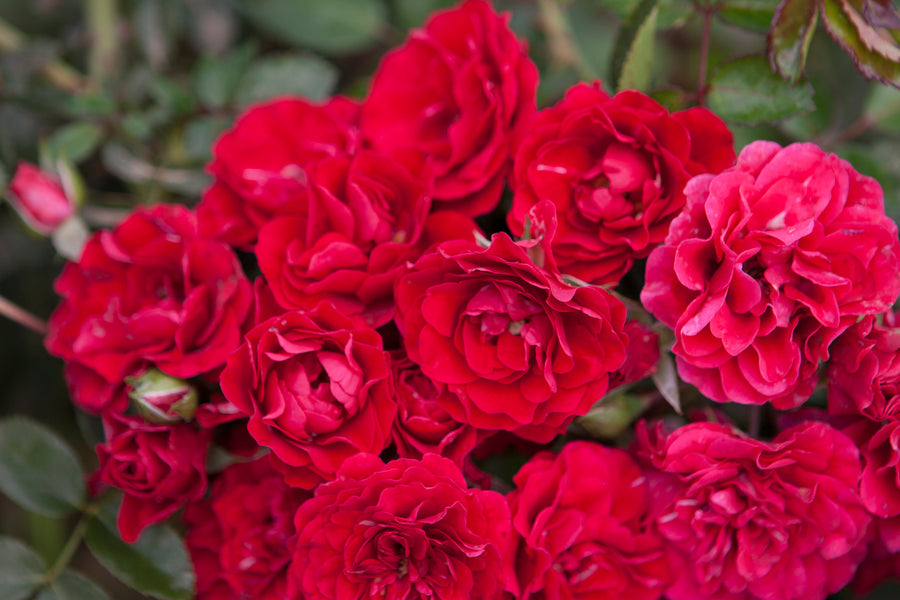 Fire Meidiland close-up, a red and pink variety of roses, on the bush with green leaves. 