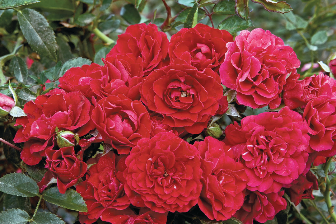 Close-up of vibrant red and pink roses, Fire Meidiland, with green leaves.