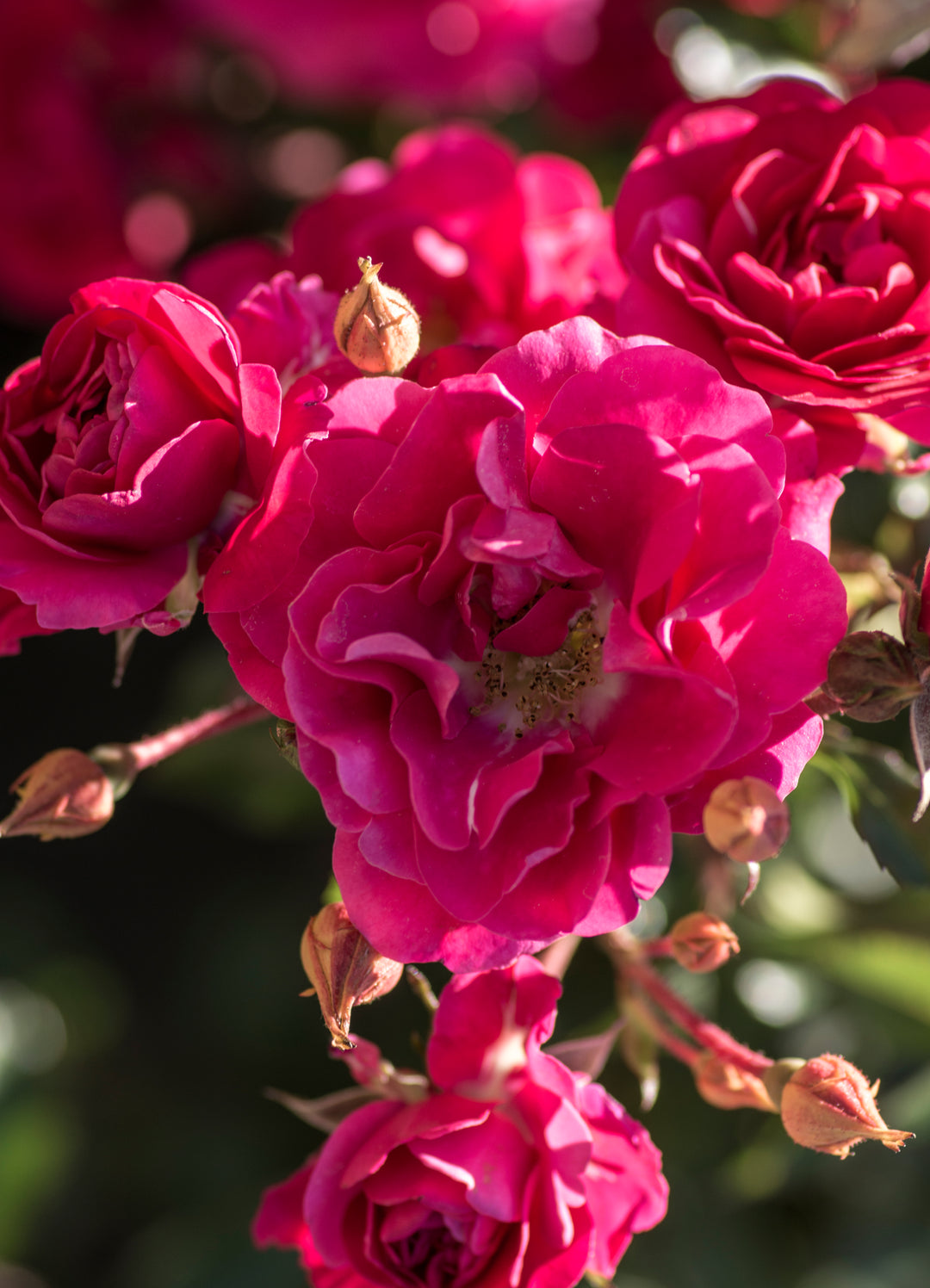 Close-up of vibrant pink roses with a blurred green background - rose named Fire Meidiland