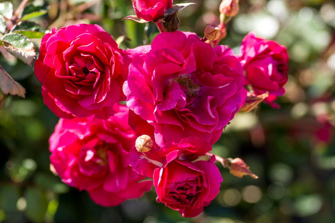 Close-up of vibrant pink roses, Fire Meidiland, with a blurred green background.