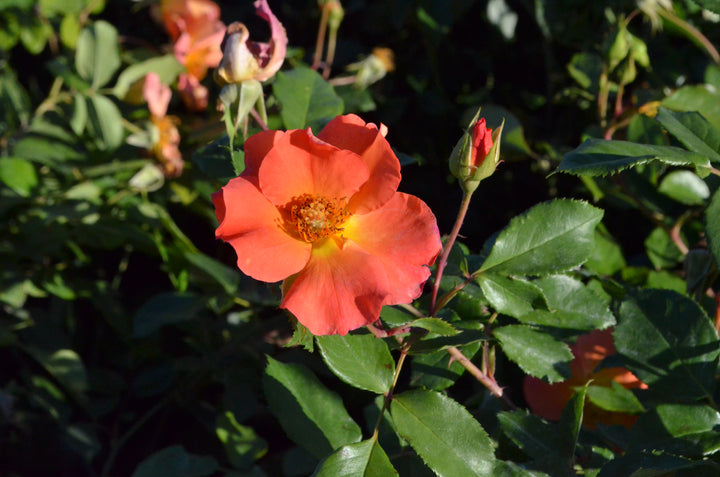 Firecracker- Kolorscape®