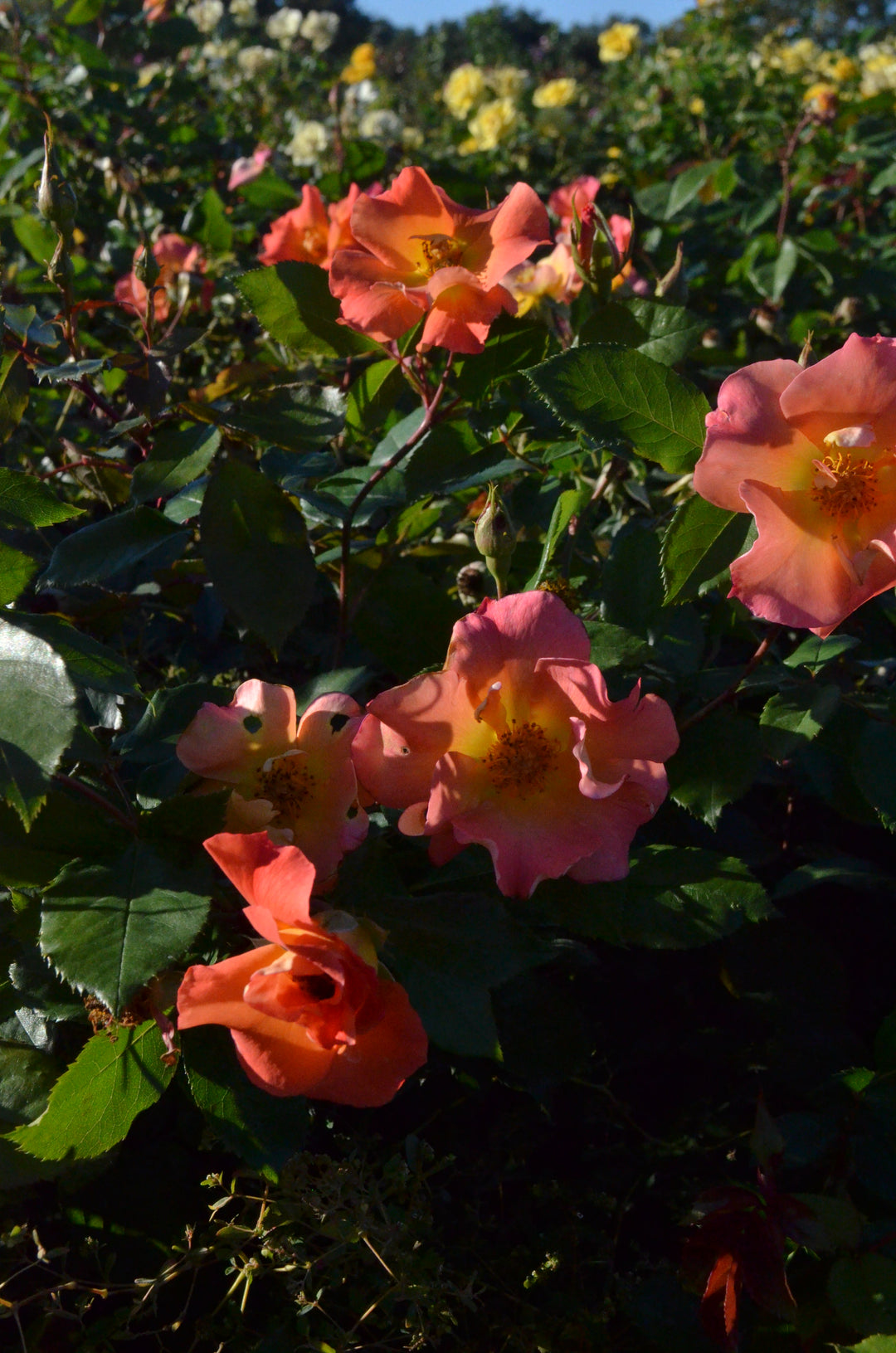 Firecracker- Kolorscape®