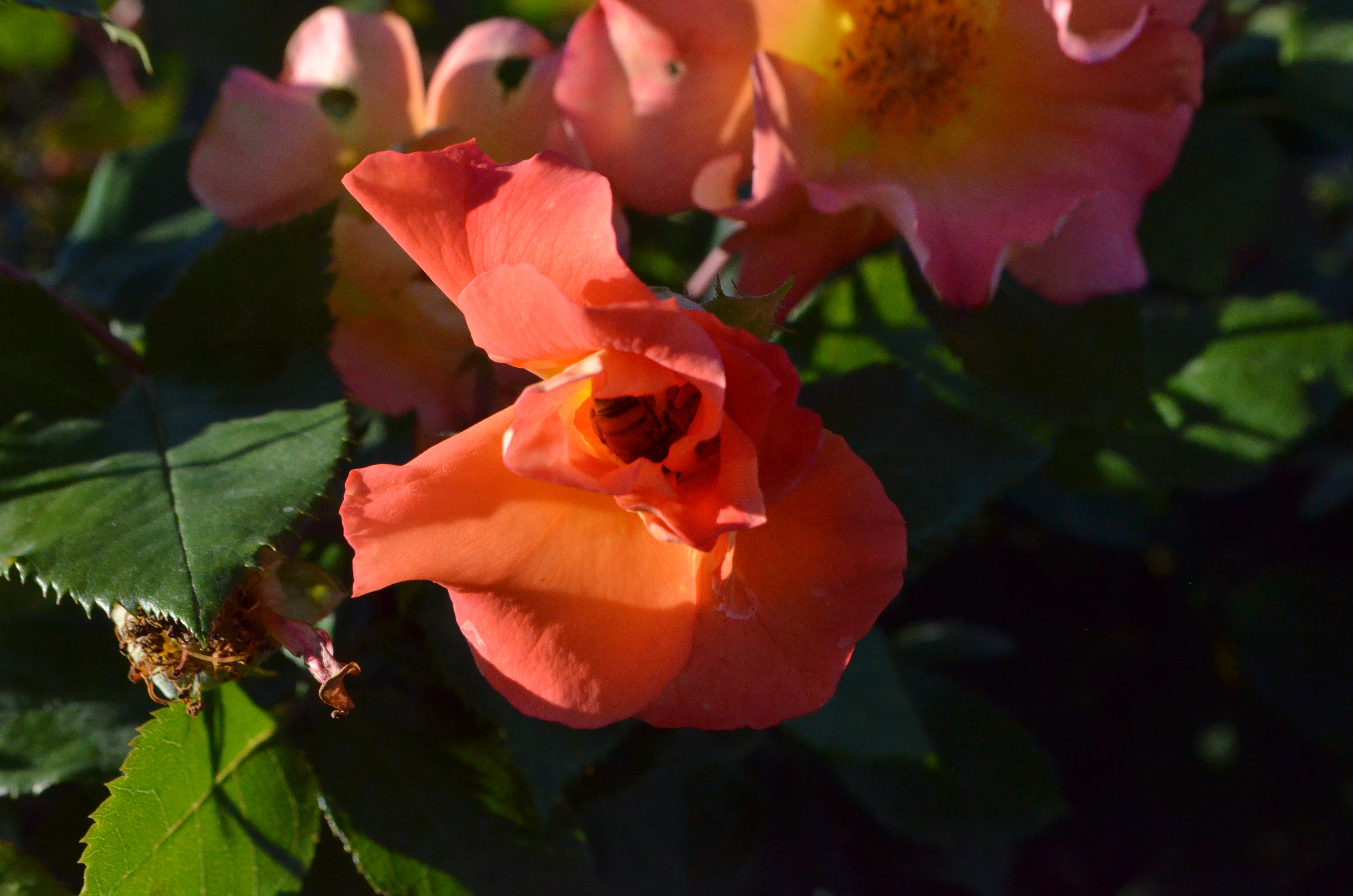 Firecracker- Kolorscape® – Antique Rose Emporium