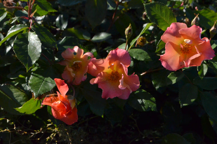 Firecracker- Kolorscape®