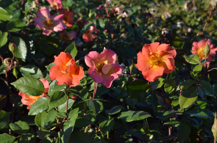 Firecracker- Kolorscape®