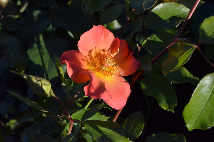 Firecracker- Kolorscape®