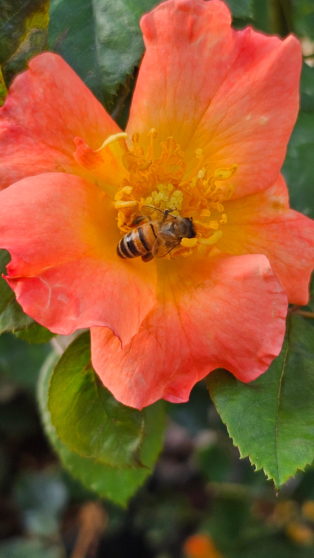 Firecracker- Kolorscape®