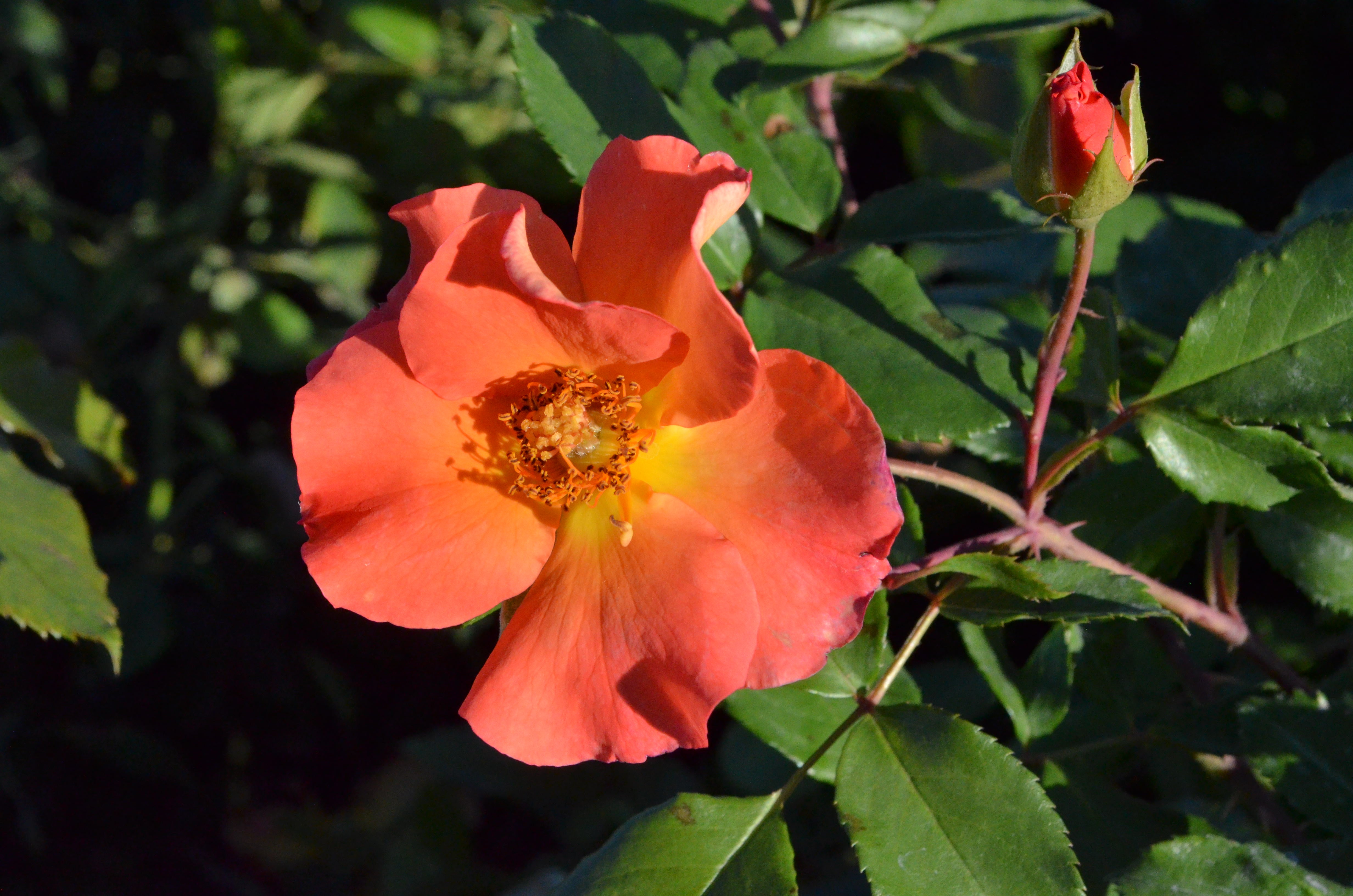 Firecracker- Kolorscape® – Antique Rose Emporium