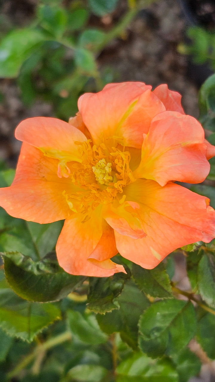 Firecracker- Kolorscape®