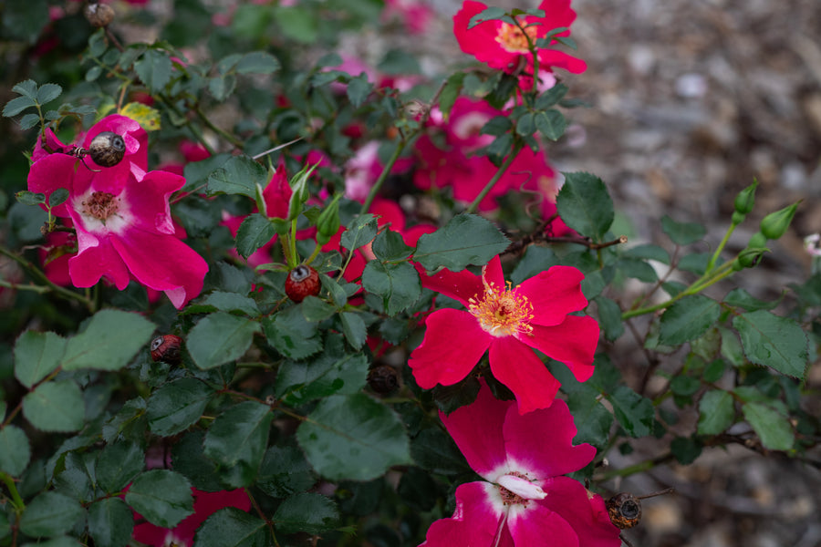 Dark red and dark pink rose bush.