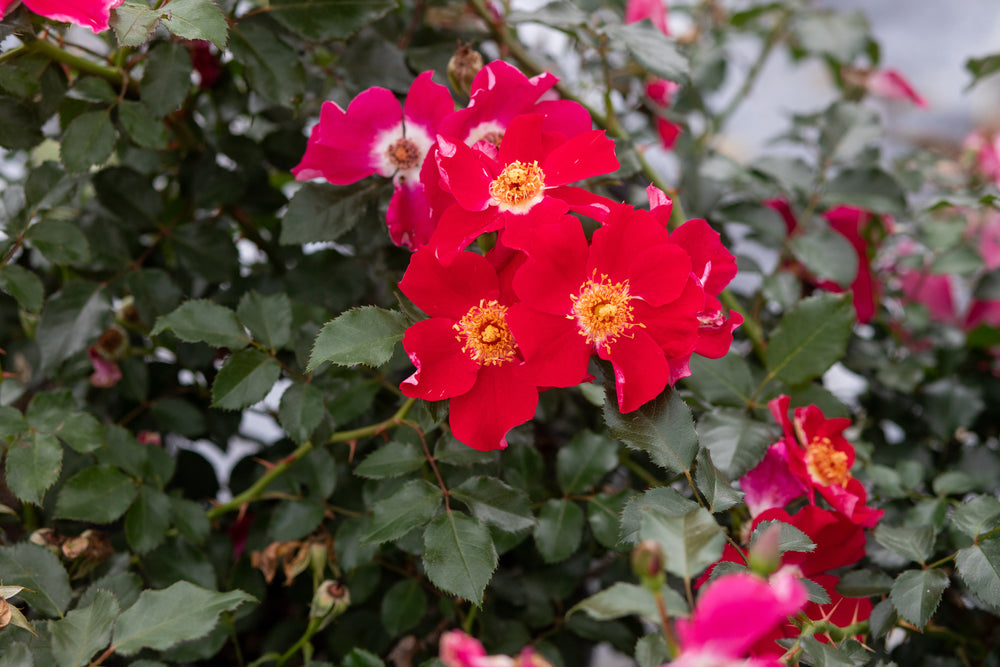 Close up of cluster of dark red roses on a bush.