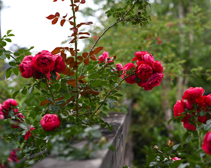 Climbing Cut Rose Bundle
