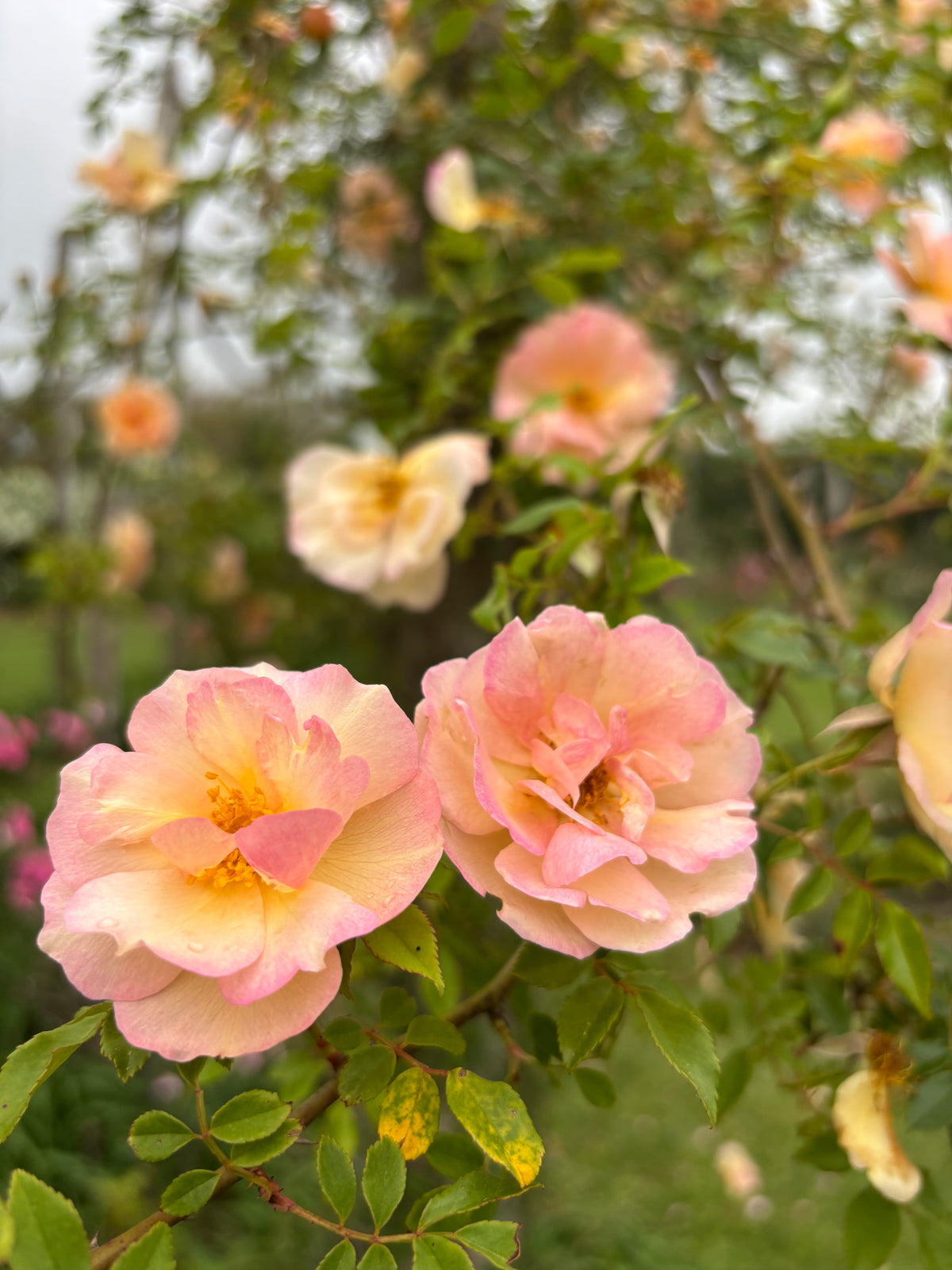 Double Yellow Roses Fortune's Double Yellow – Antique Rose Emporium