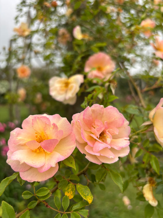 True Antique Roses – Antique Rose Emporium