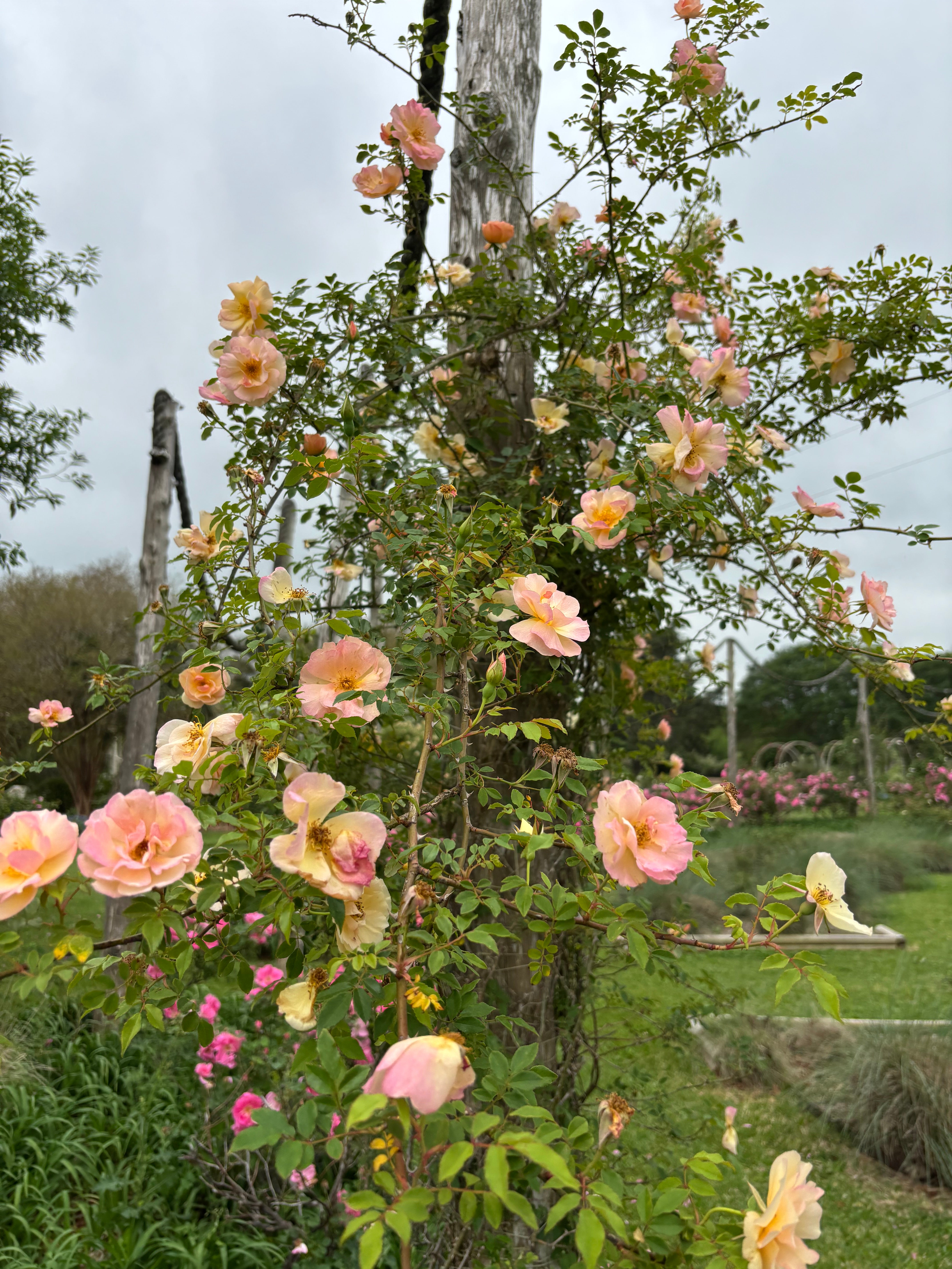 さ*さ様 misha＆puff pointy antique rose 2-4 Madame Joseph Schwartz – Antique Rose Emporium
