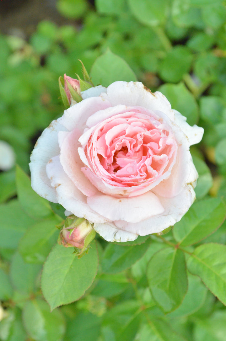 Fragrant Blush ™