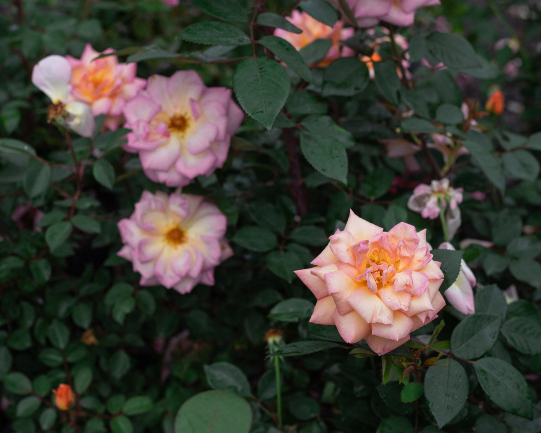 Whimsical Cottage Rose Bundle (Climber Included)