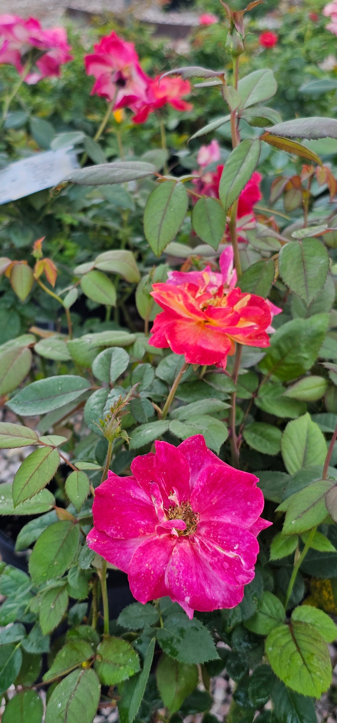 Garden Flame™ Sunbelt ®