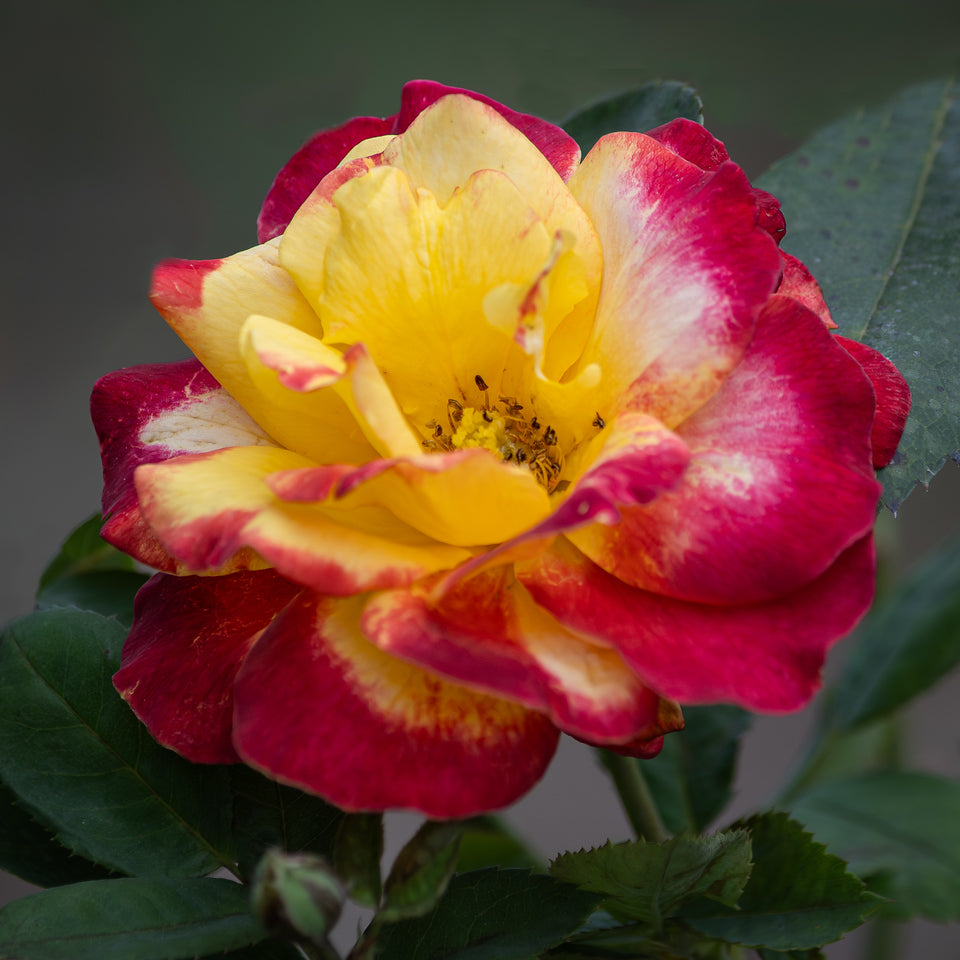 Garden Flame™ Sunbelt ®