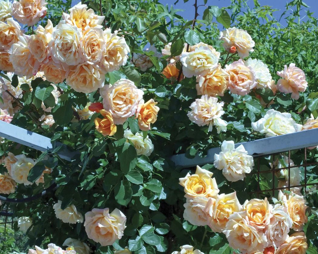 Climbing Cut Rose Bundle