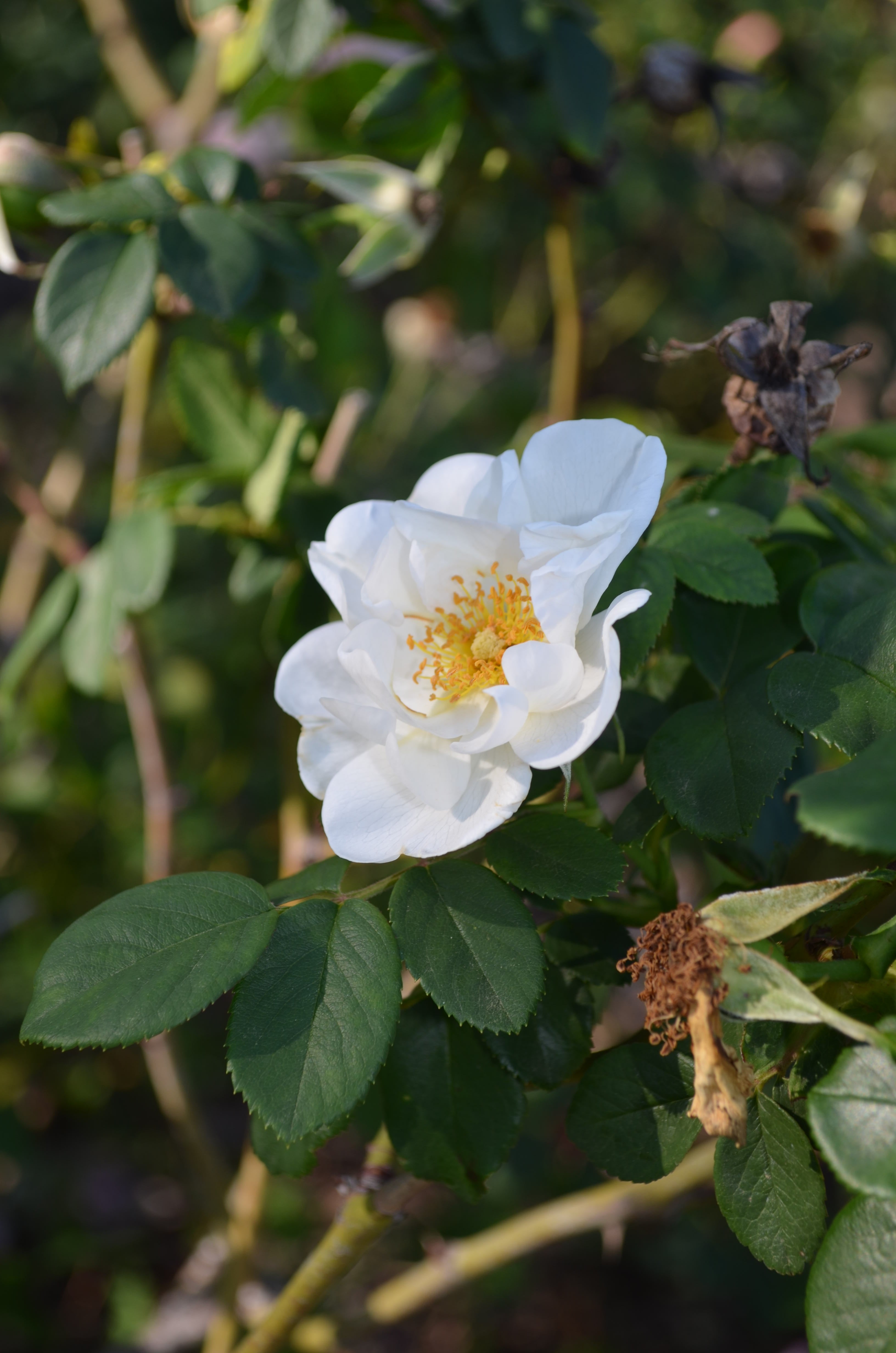 Gideon Lincecum – Antique Rose Emporium