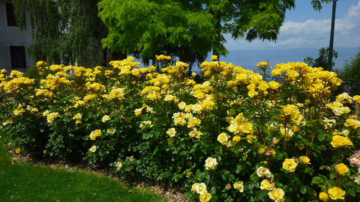 Yellow rose bush, Gilded Sun, with scenic background.