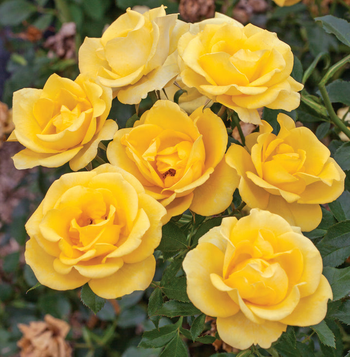 A cluster of yellow roses on a bush, Gilded Sun, with green leaves in the background.