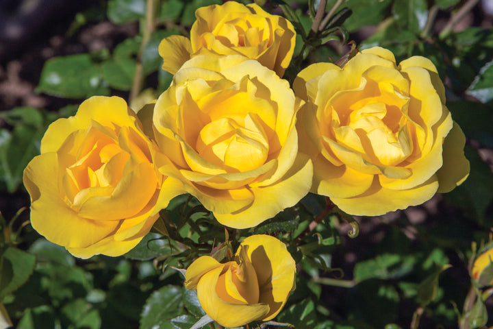 Close-up of yellow roses called Gilded Sun with green leaves in the background