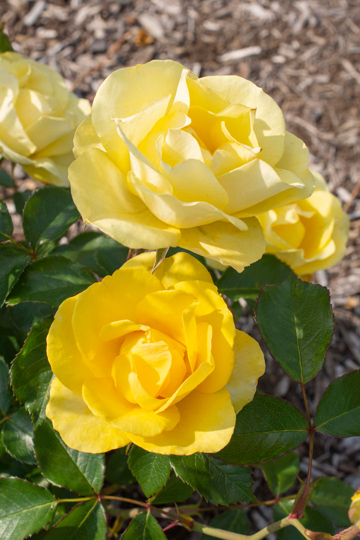Yellow roses, Gilded Sun variety, with green leaves on a natural background