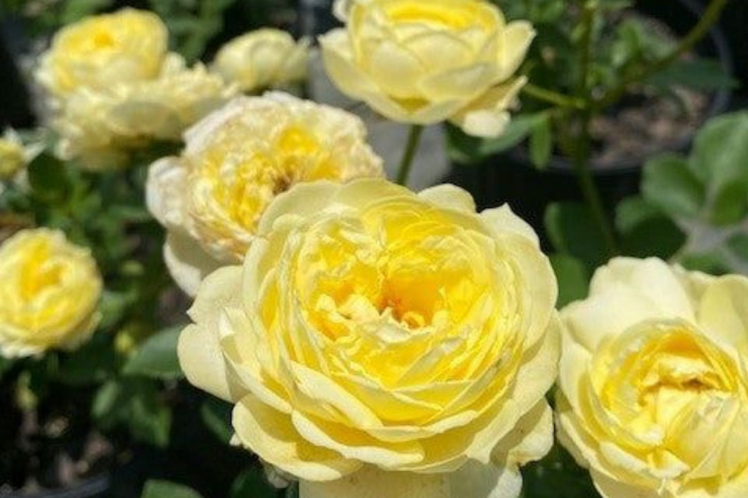 Close up of yellow roses called Grandbaby