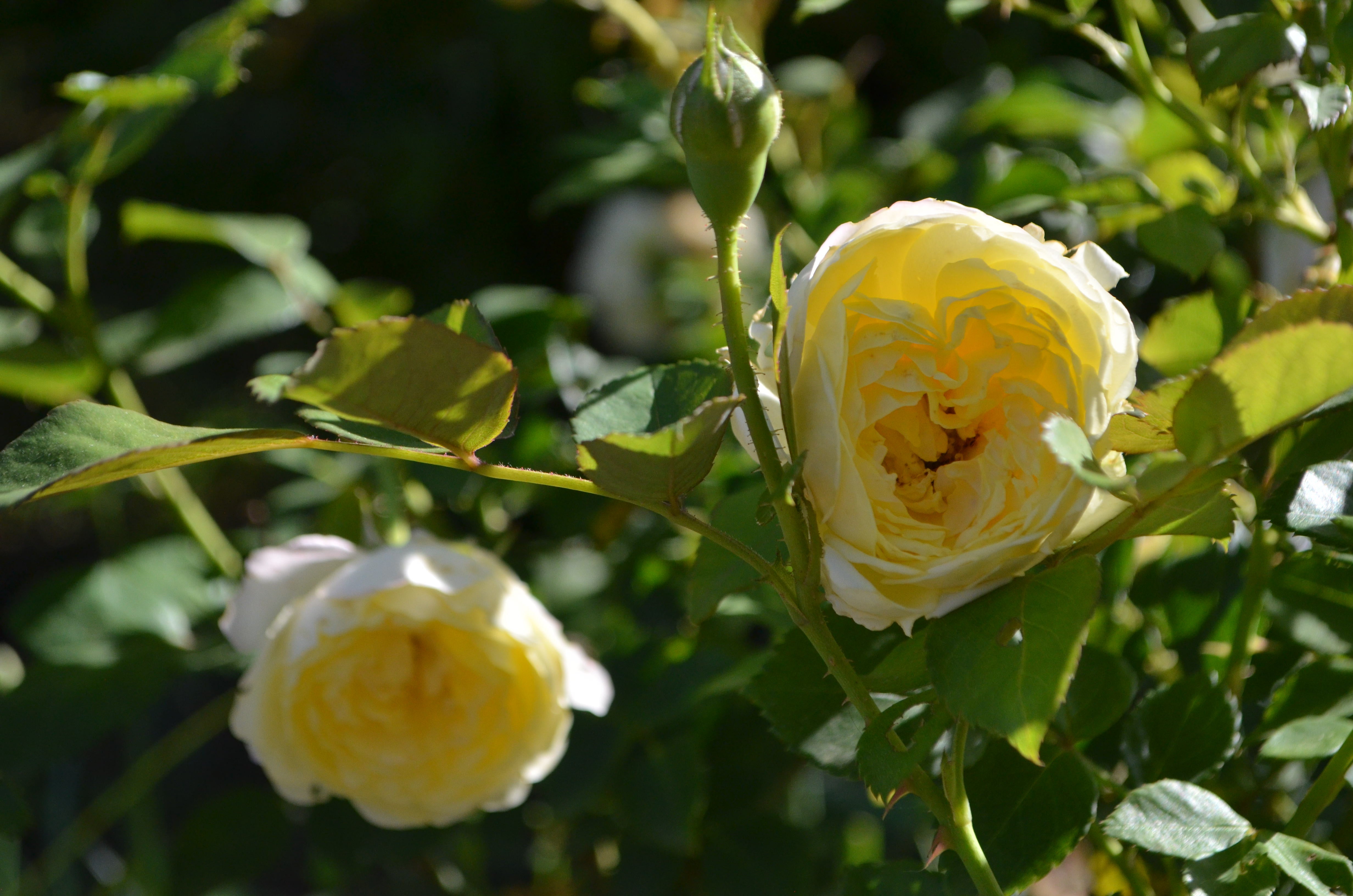 Zone 4 – Antique Rose Emporium