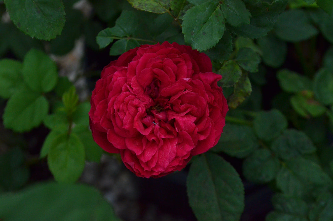 Grandma's Red™