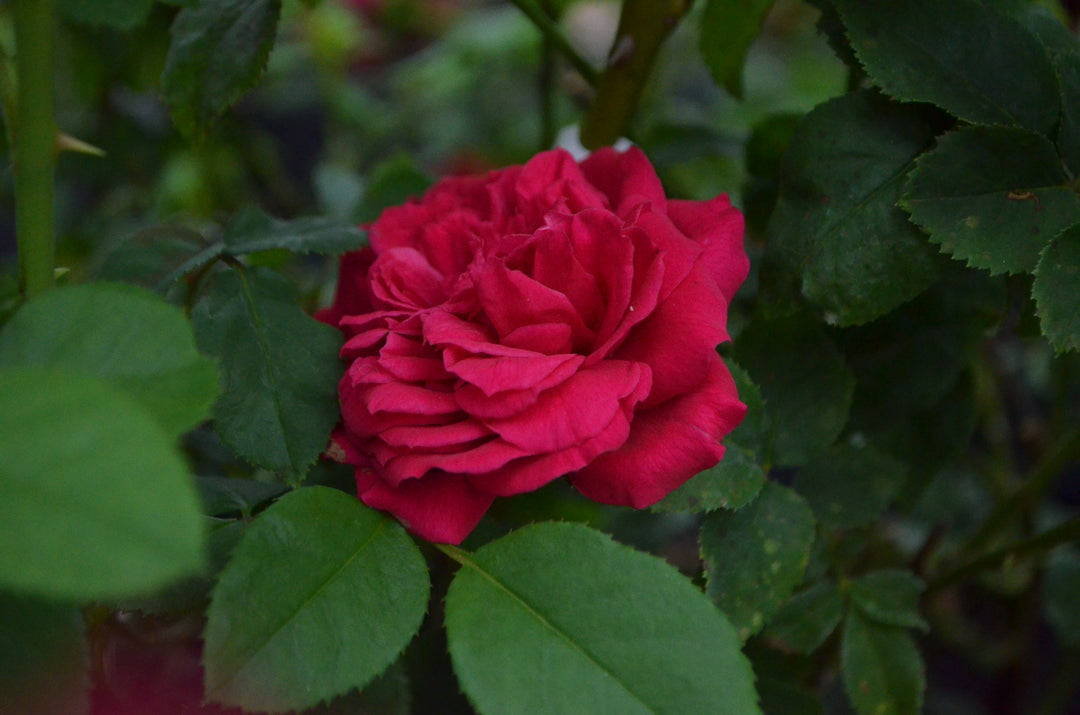 Grandma's Red™