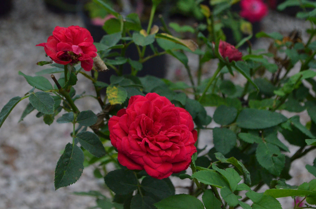 Grandma's Red™