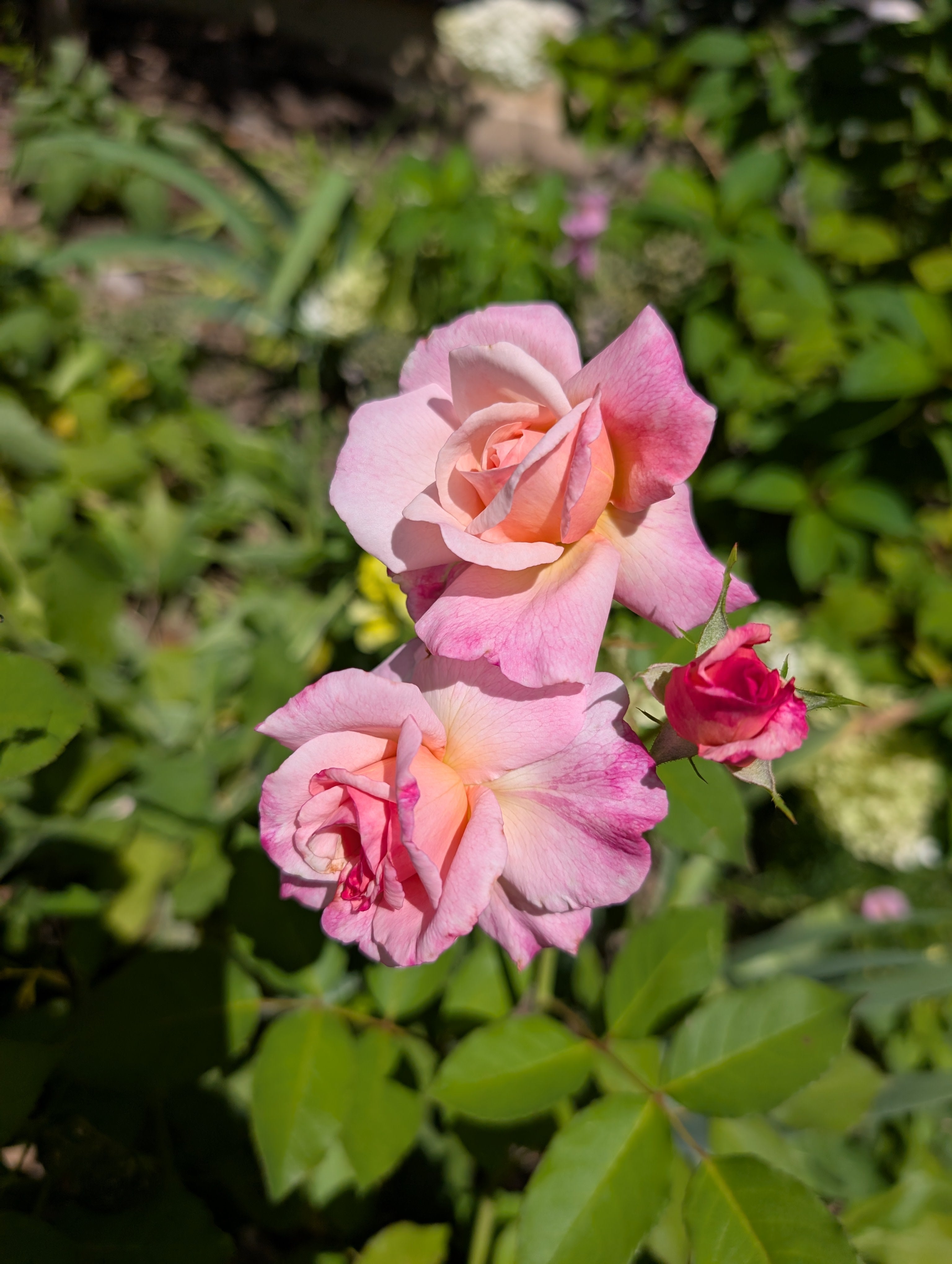 Gruss An Aachen – Antique Rose Emporium