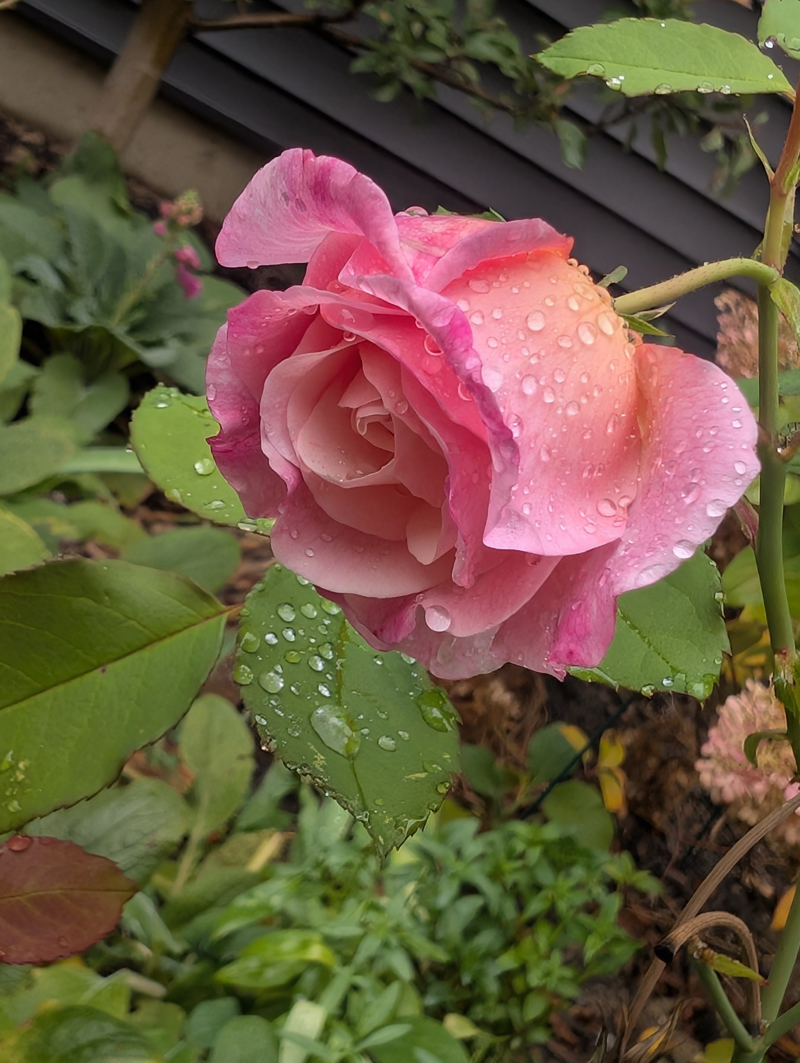 Antique Rose Emporium Gruss An Aachen - Thumbnail 2