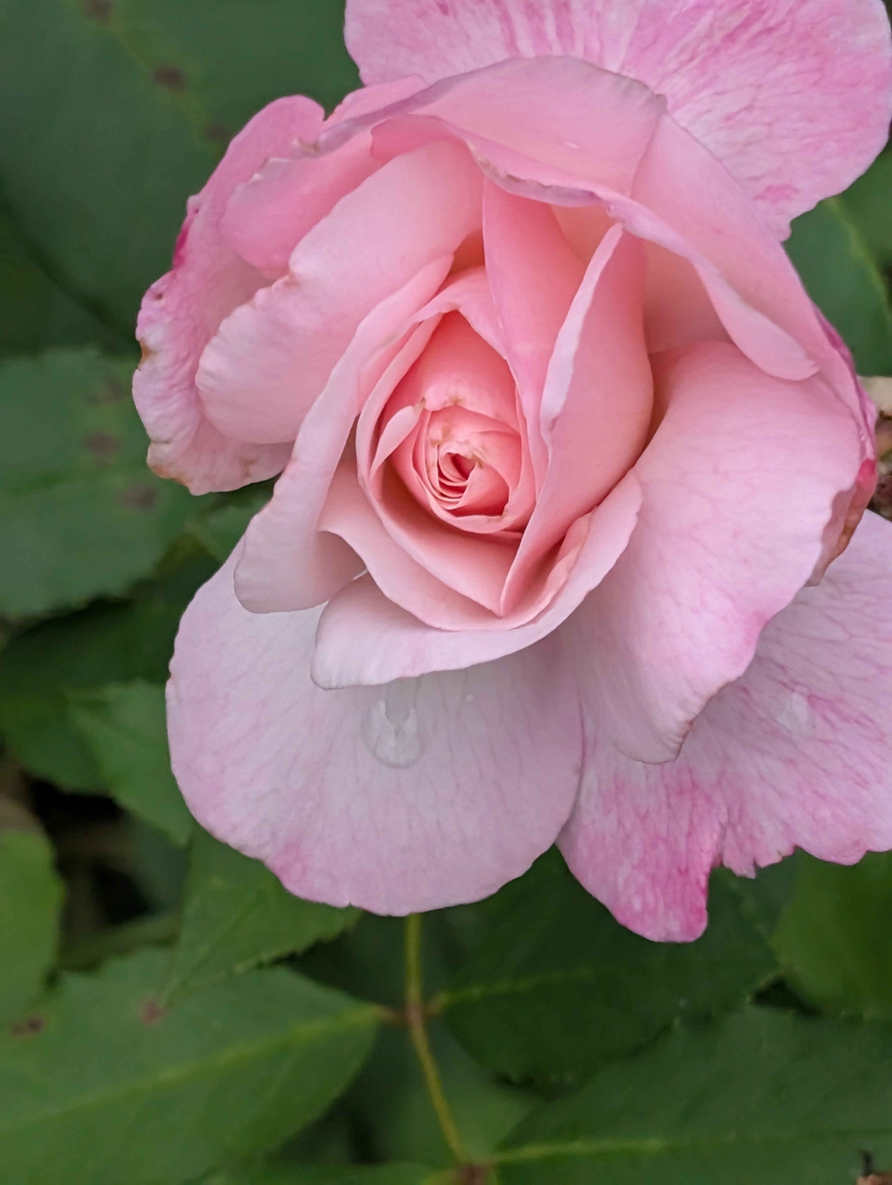 Antique Rose Emporium Gruss An Aachen - Thumbnail 3