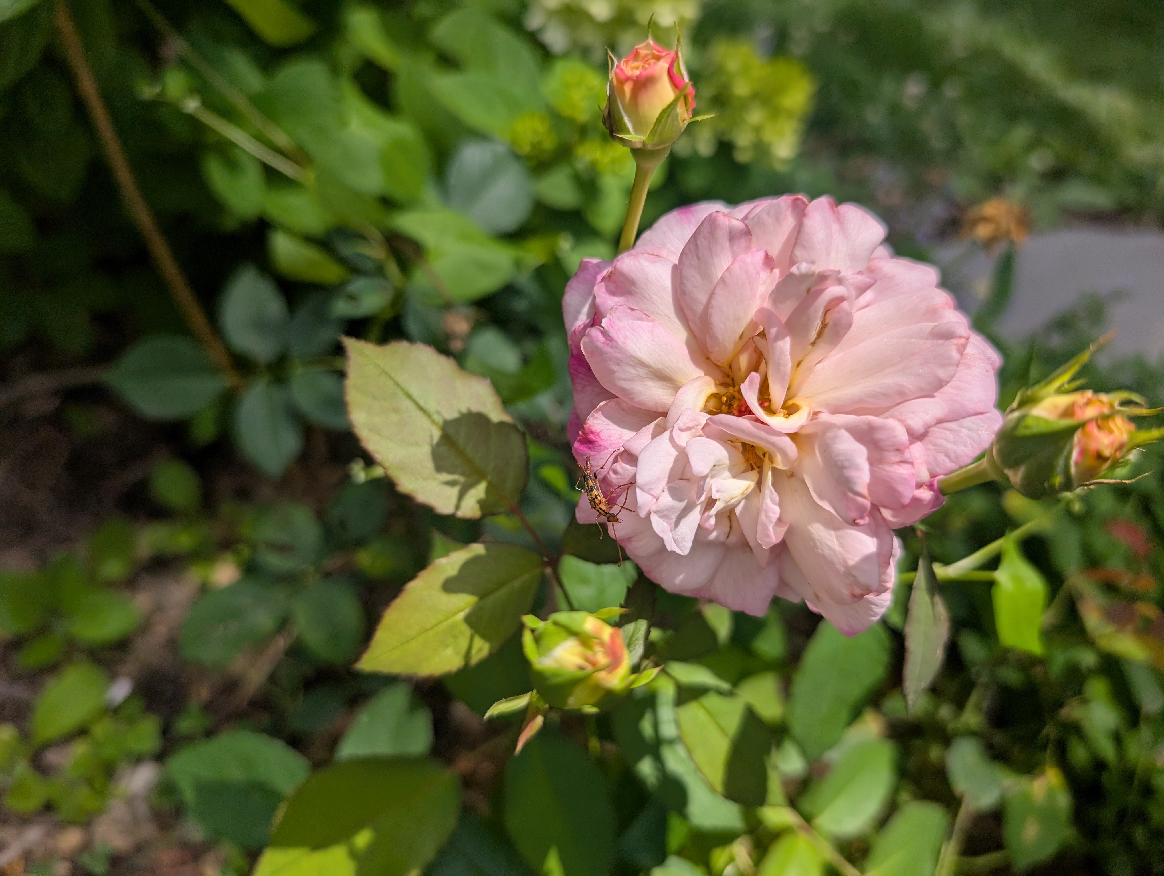 Gruss An Aachen – Antique Rose Emporium