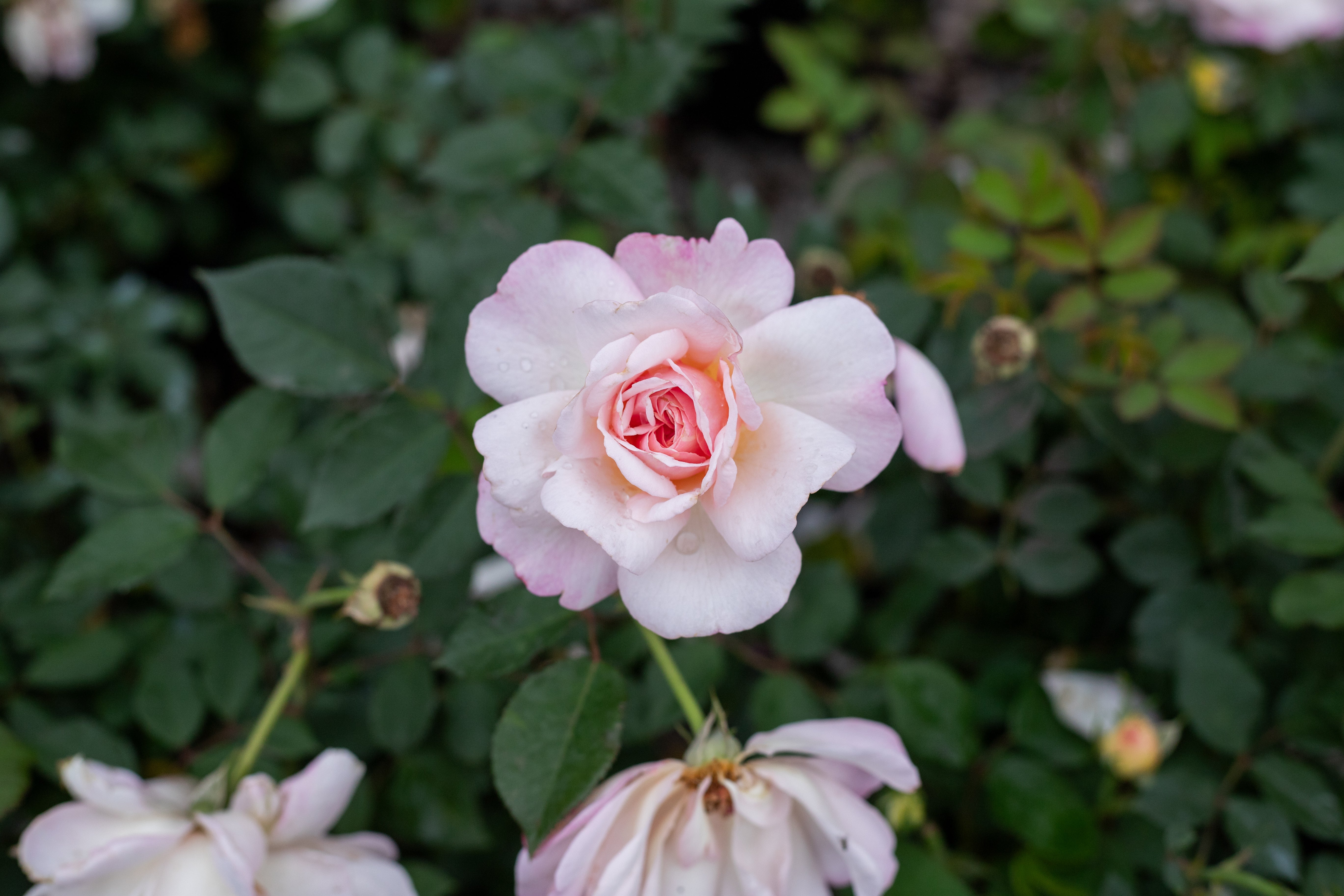 Antique Rose Emporium Gruss An Aachen - Thumbnail 5