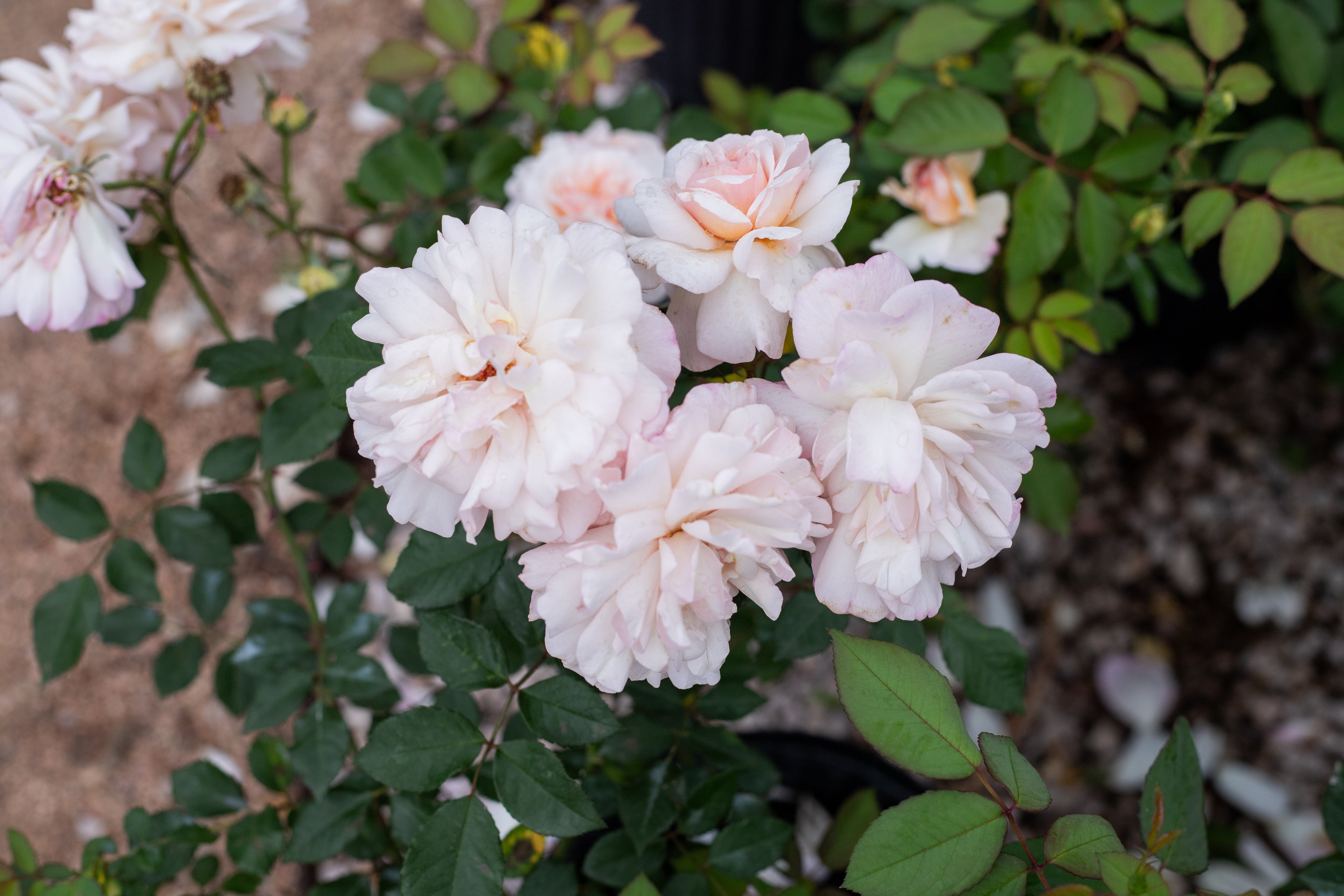 Antique Rose Emporium Gruss An Aachen