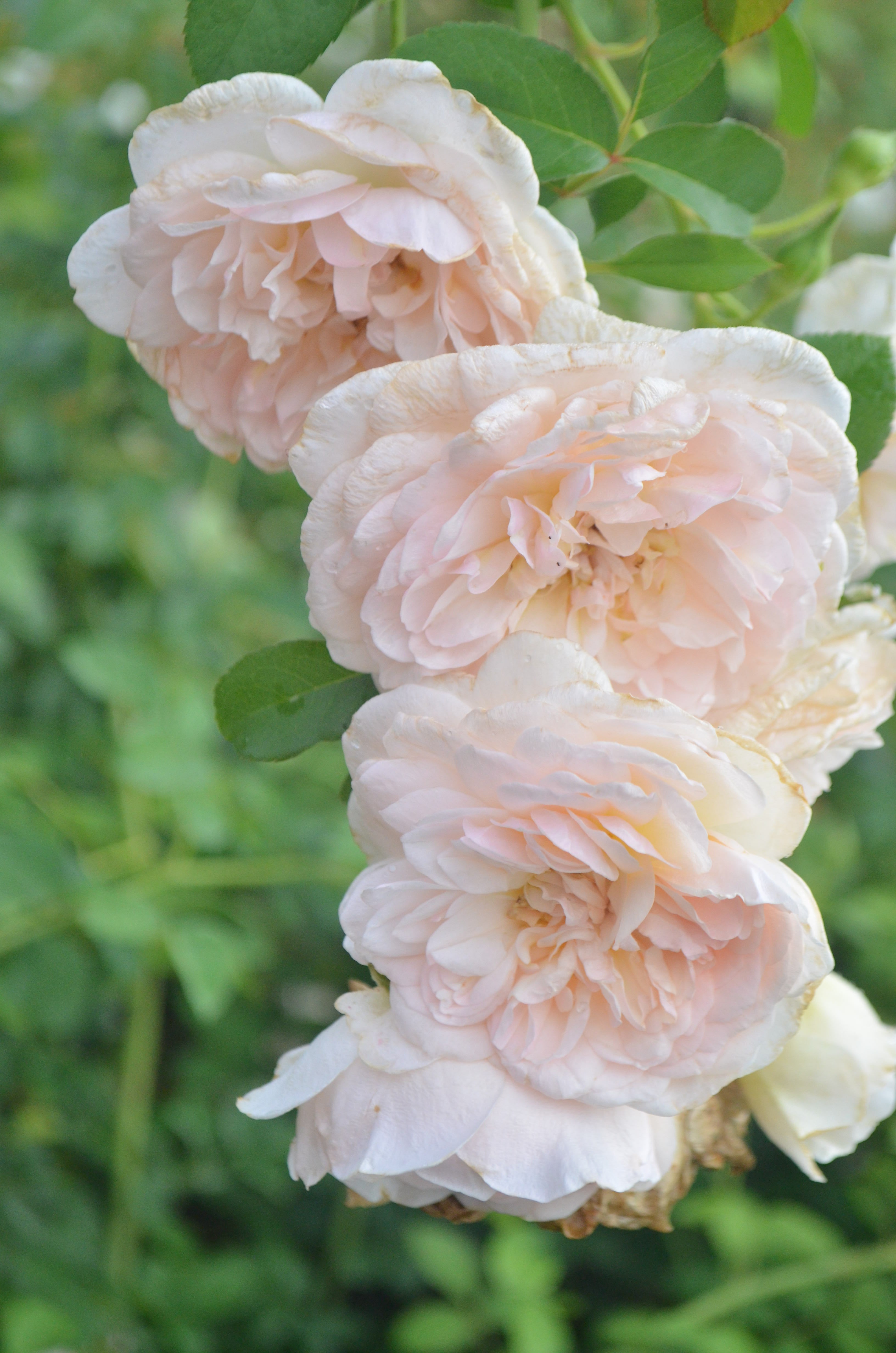 Gypsy Rose (9点セット) Gypsy Sue – Antique Rose Emporium