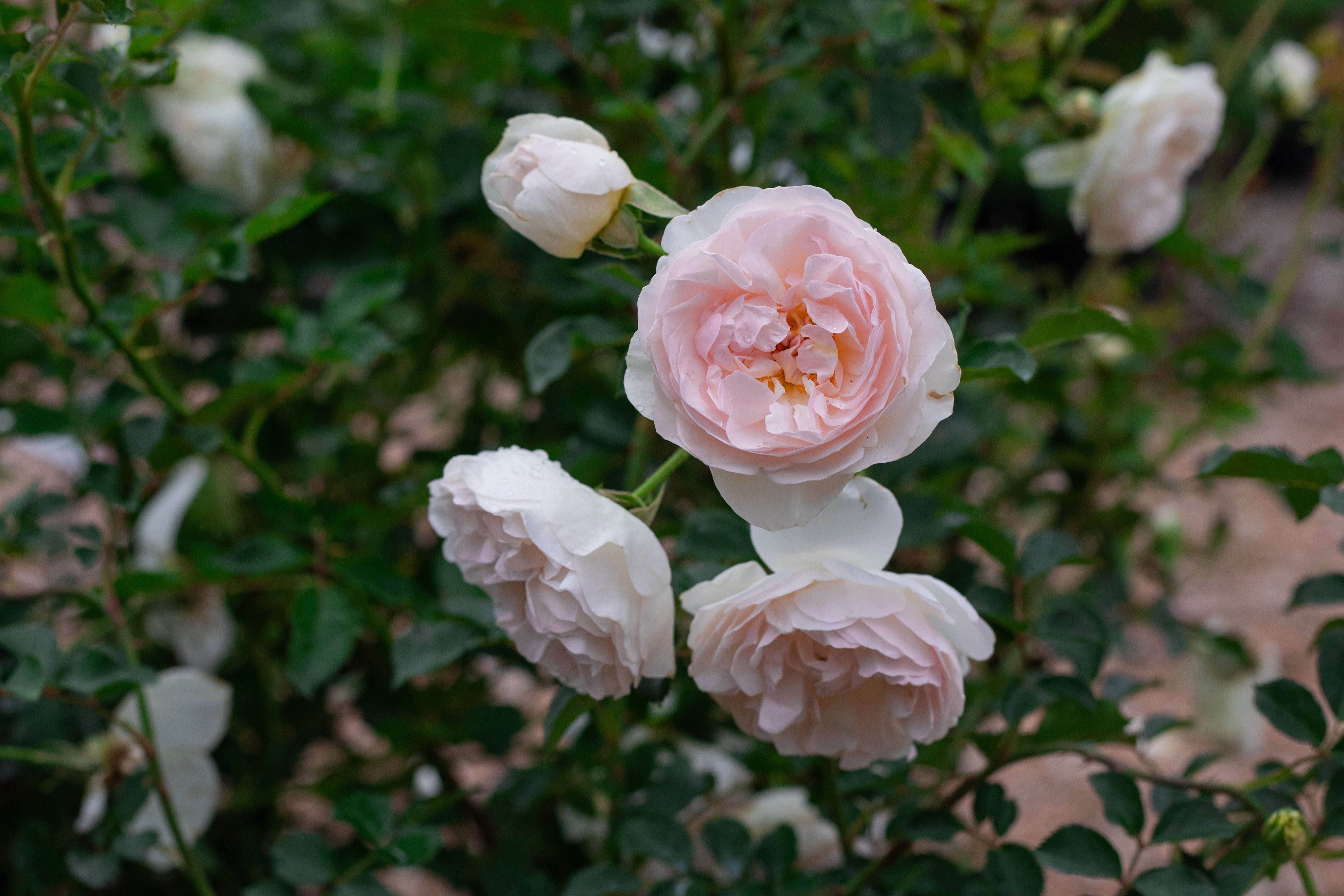 Gypsy Sue – Antique Rose Emporium