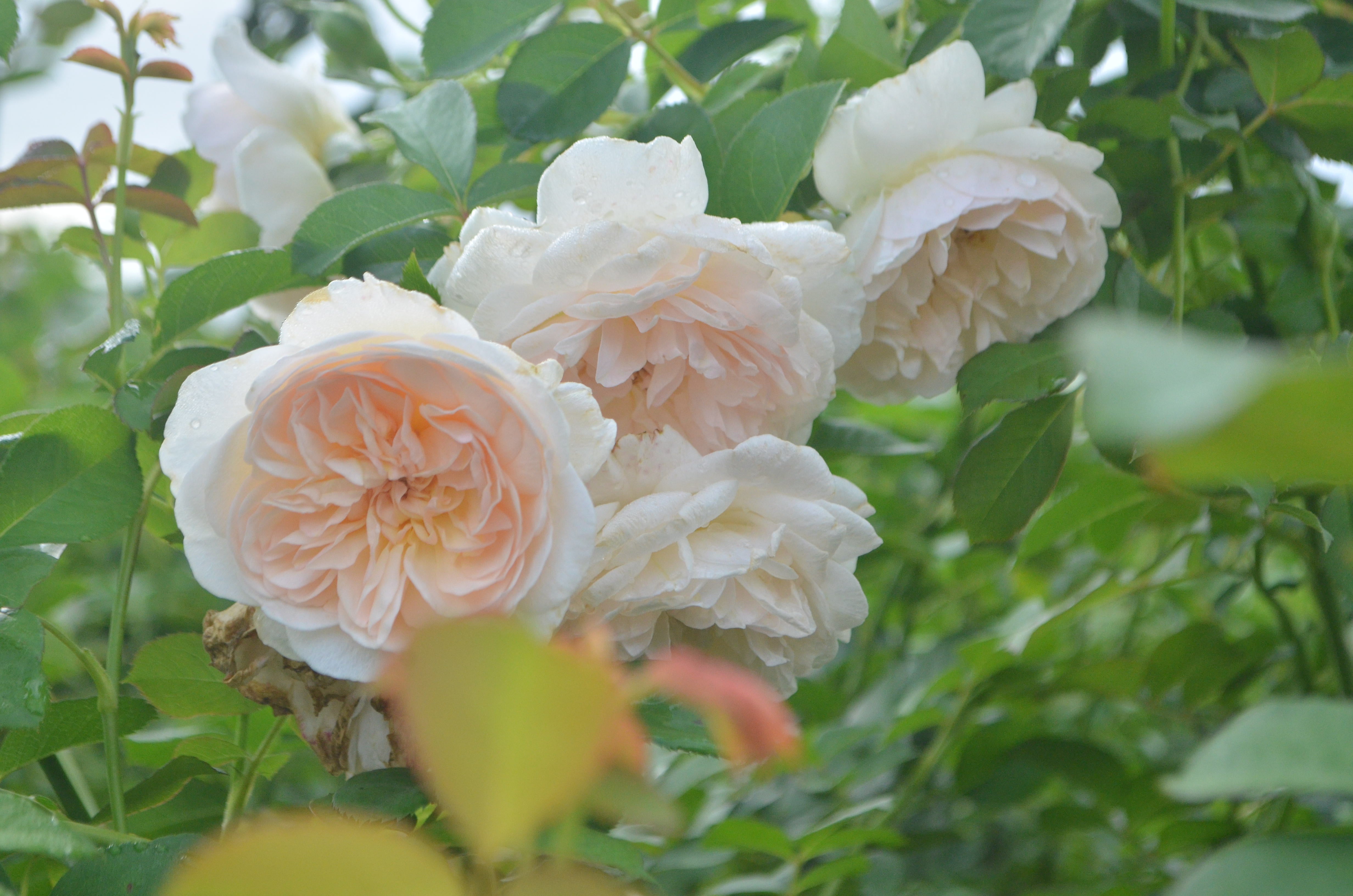 ジプシーローズ　見本 Gypsy Sue – Antique Rose Emporium