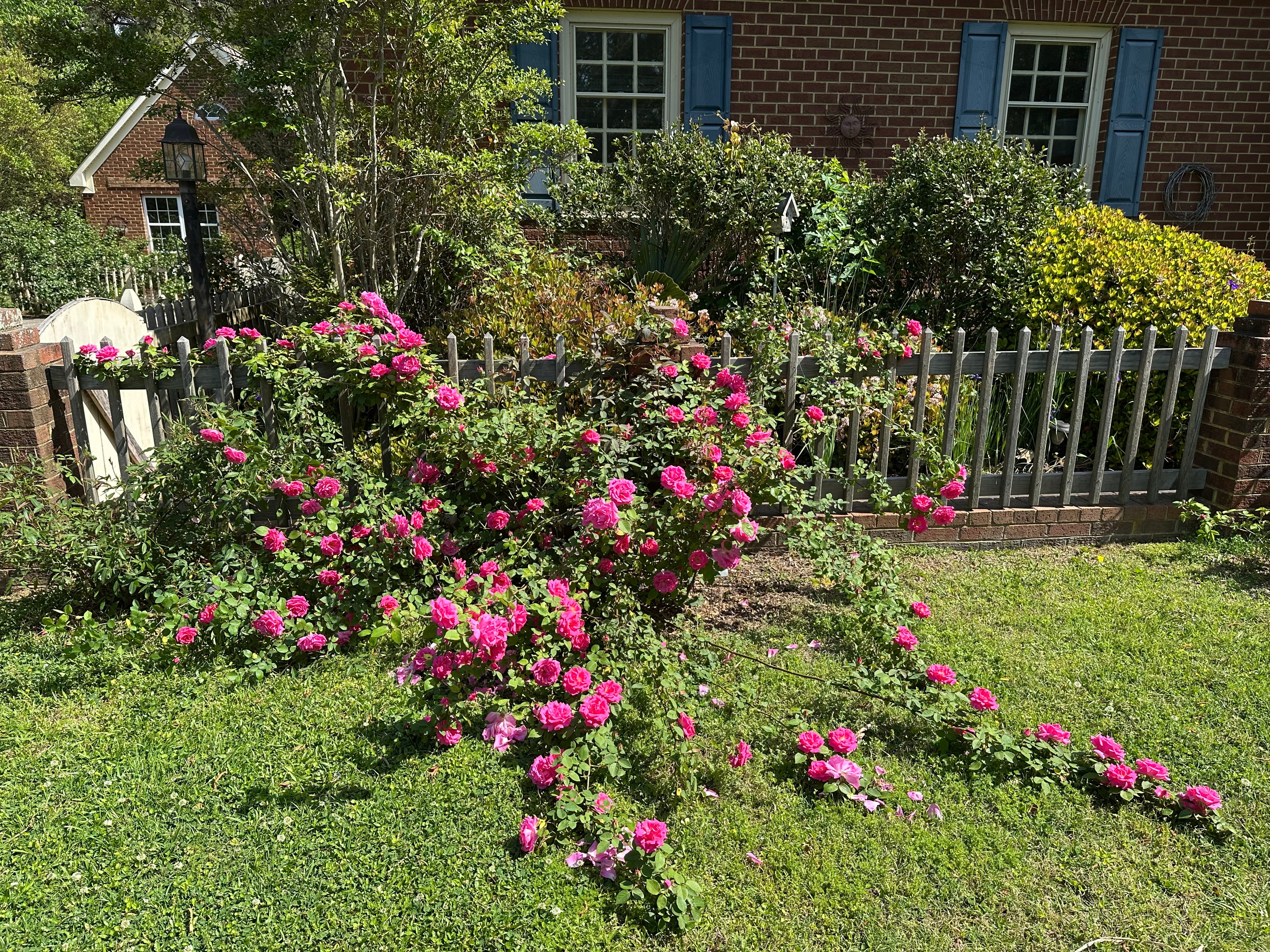 Antique Rose Emporium Zephirine Drouhin - Thumbnail 5