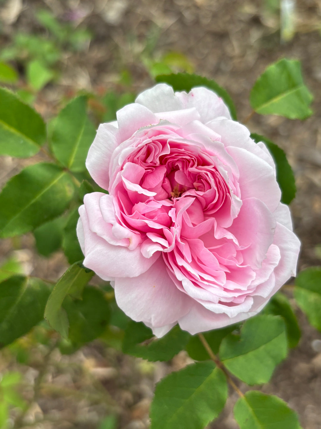 Marchessa Boccella