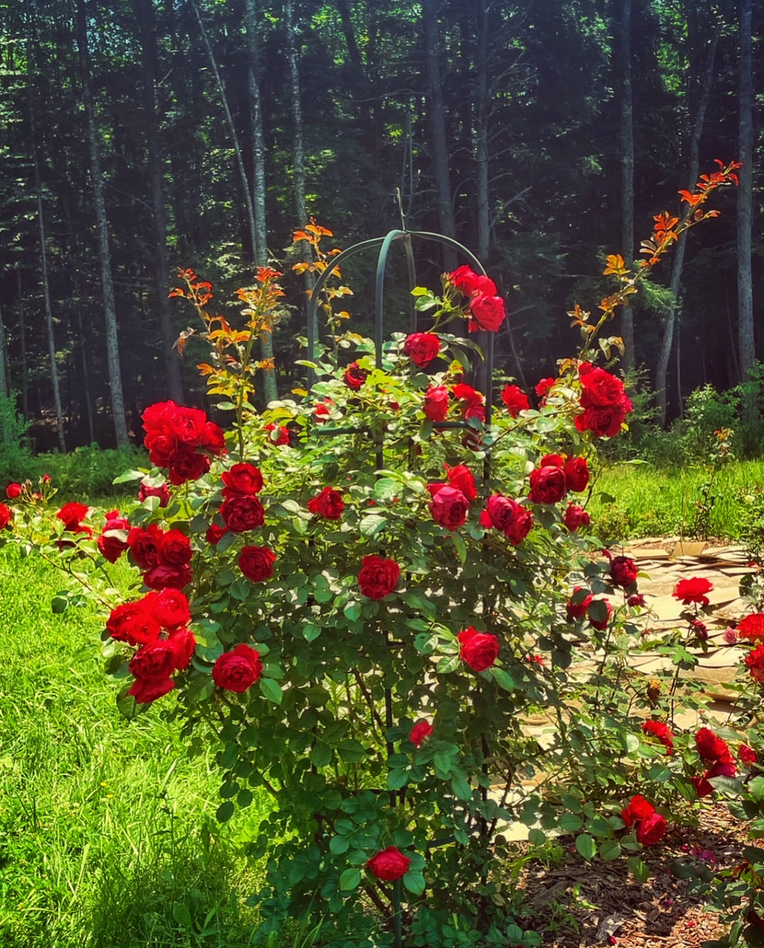 Florentina™ - Arborose®