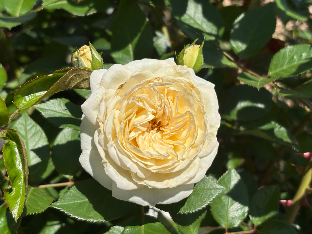 Delta Gamma Heritage