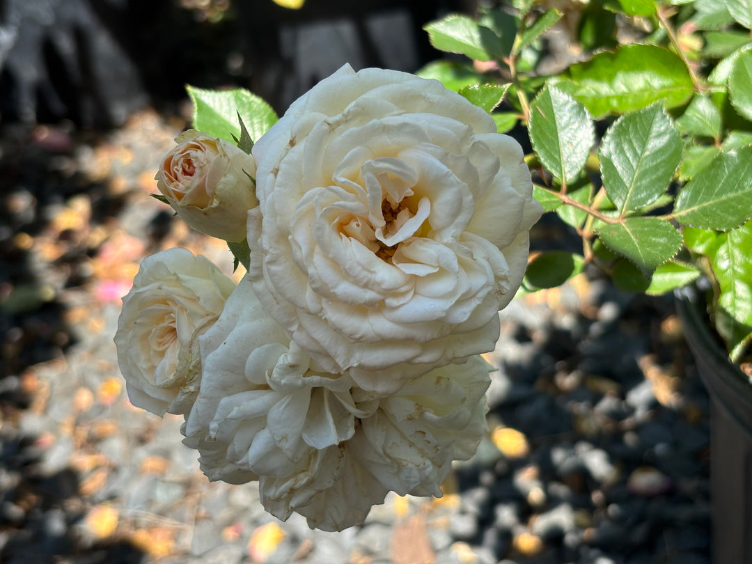 Delta Gamma Heritage