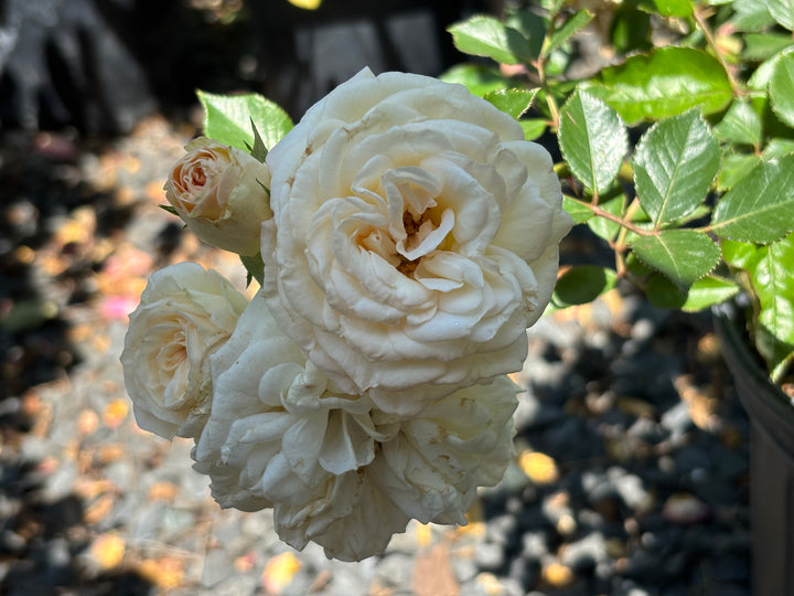 Delta Gamma Heritage