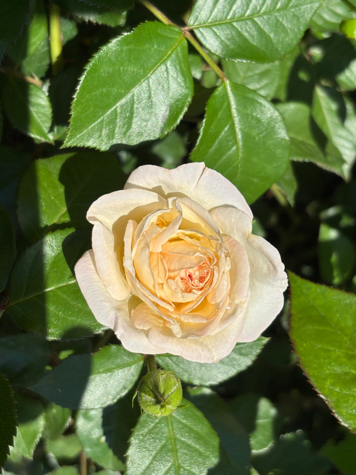 Delta Gamma Heritage